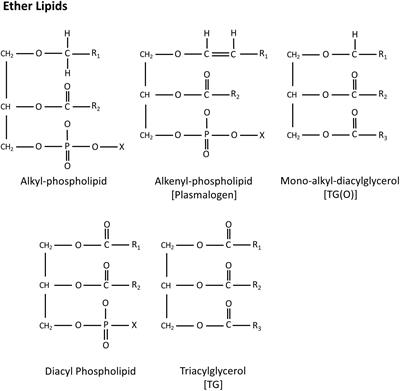 Ether Lipids in Obesity: From Cells to Population Studies